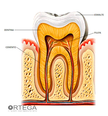 ¿Qué son y de que están formados los dientes?
